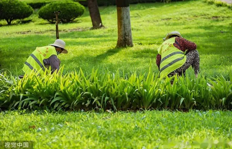临沂园林绿化工程营养土