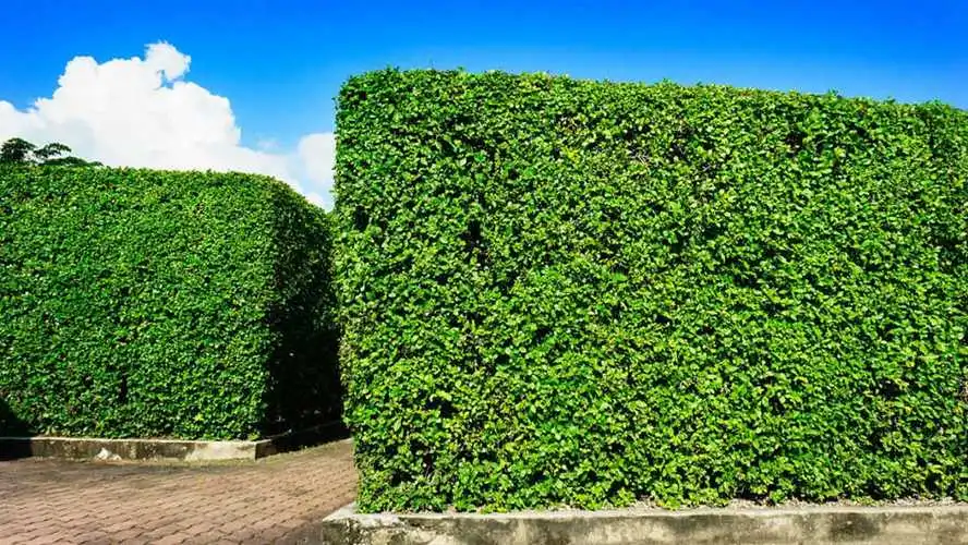 花园园林景观设计规划