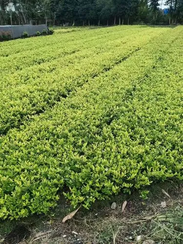 华安紫竹院绿化工程项目